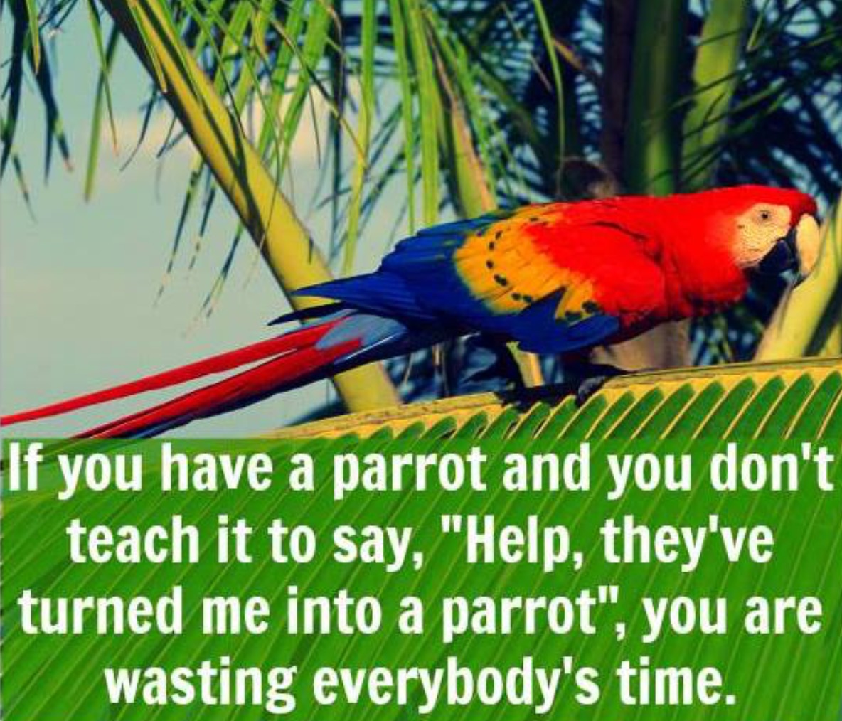 My parrot перевод. Переводчик Parrot. Parrot memes. Texts about Parrots. FABM Parrot.